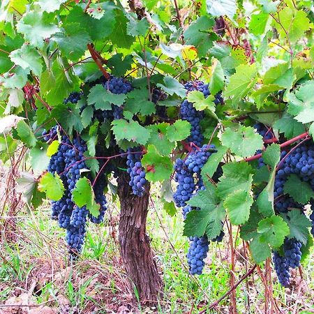 Agriturismo Martignana Alta Empoli Luaran gambar